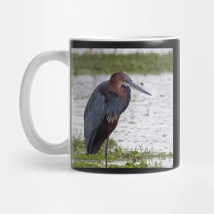 Goliath Heron Mug